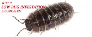 Sow bug Infestation Problem