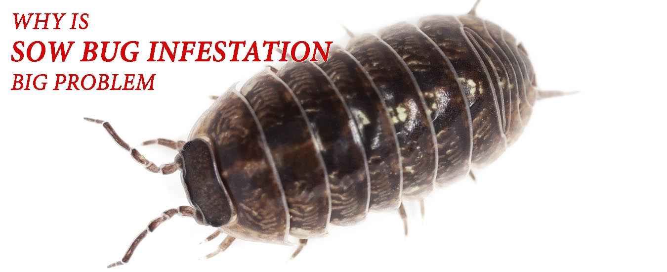 Sow bug Infestation Problem