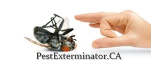 pest control company in edmonton killing a cockroach